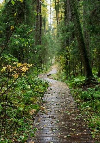 boardwalk through tall dark forest at rainy autumn day, russia, st. petersburg, komarovo
