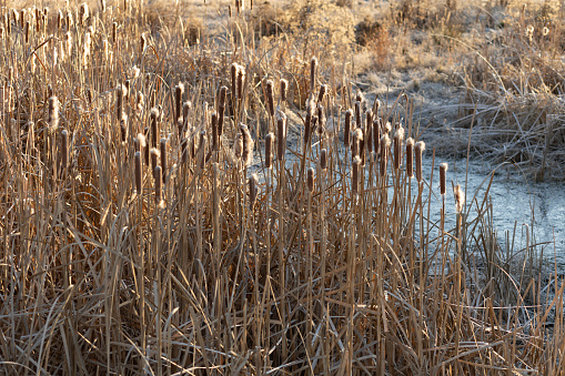 Cattails next to a pond in Chalfont, Pa. USA