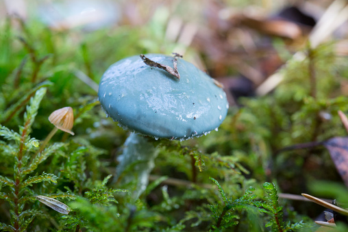 Stropharia aeruginosa, verdigris agaric, blue edible mushroom