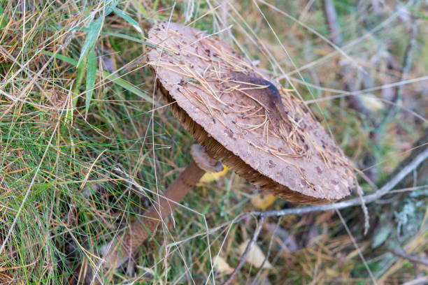 istock umbrella variegated, large edible mushroom in grass 1450068484