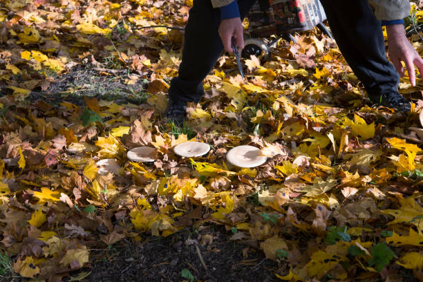 Unrecognizable person picking up tricholoma mushrooms