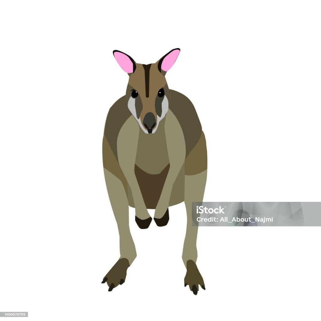 Wallaby Vector Wallabies Stock Illustration - Download Image Now - Wallaby, Animal ...