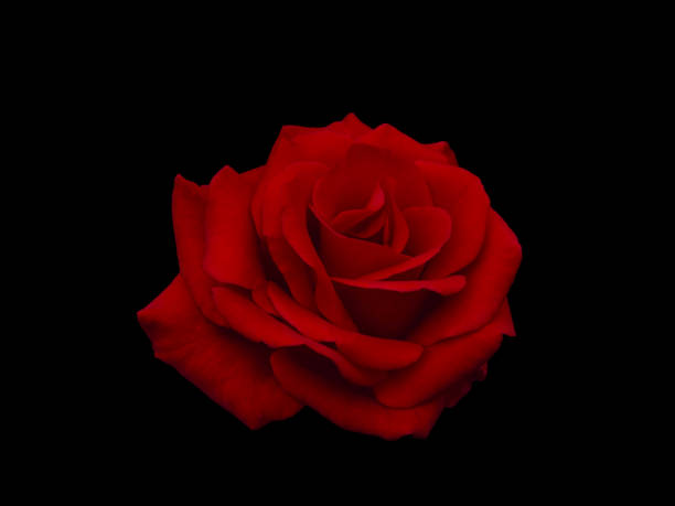 istock Dark red rose is on black background 1450074180