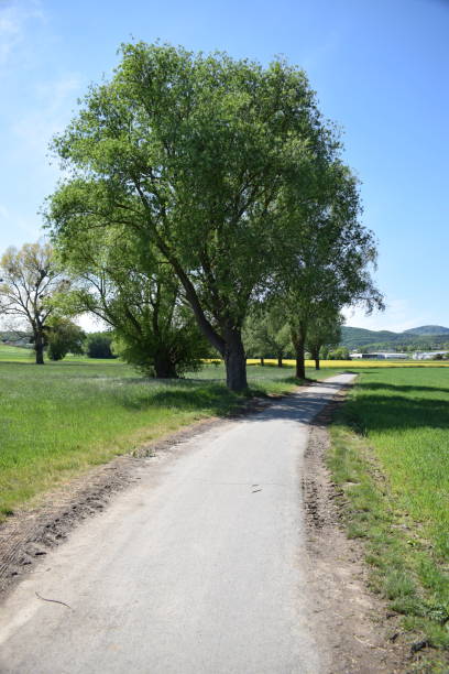 istock narrow road with big green trees 1450074207