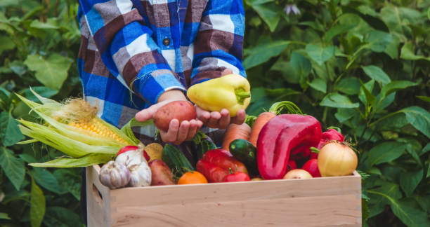 istock A child holds a harvest of vegetables in his hands. Selective focus. 1450075241