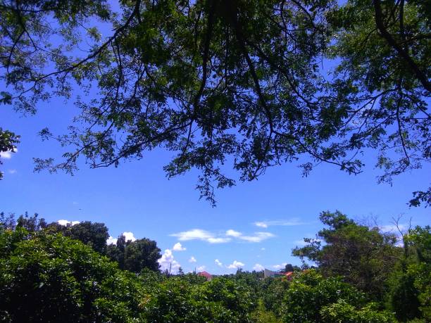 istock Beautiful natural scenery decorated with a clear blue sky 1450076144