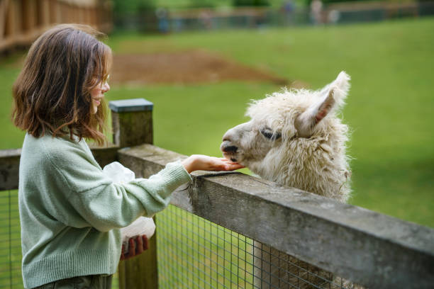 푹신한 모피 알파카스 라마를 먹이는 학교 유럽 소녀. 행복한 흥분한 아이는 야생 동물 공원에서 구아나코에게 먹이를줍니다. 휴가 또는 주말을위한 가족 여가 및 활동 스톡 사진