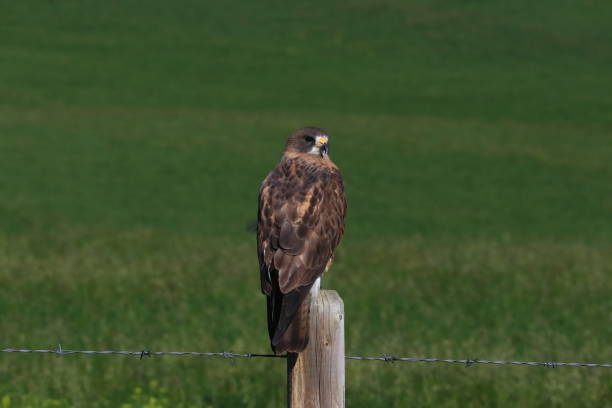 istock Swainson's Hawk sitting on a fencepost looking back over its shoulder at the camera 1450080226