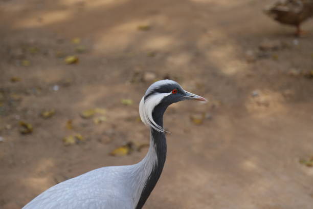 A demoiselle crane of Eurasia and Pakistan. Orange eyes and white and black feathers.