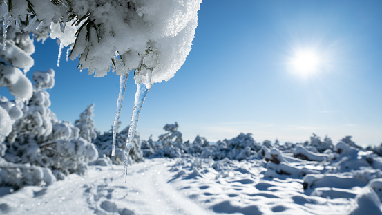 Stunning panorama of snowy landscape in winter in Black Forest - Snow winter wonderland snowscape with blue sky, close-up of frozen tree branch with icicle