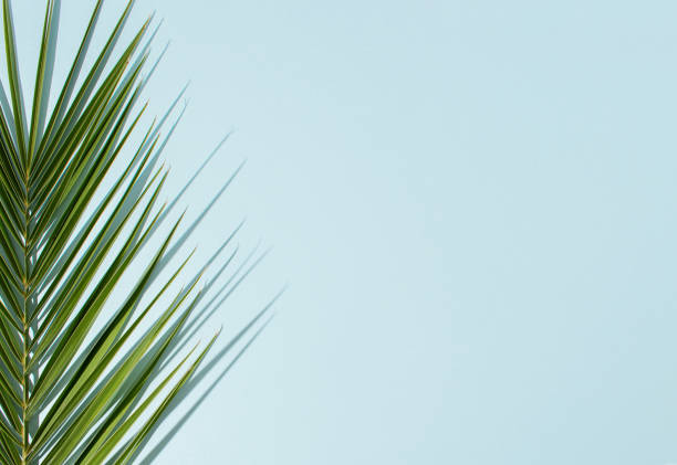 istock Tropical palm leaf with shadow on pastel blue background 1450084270
