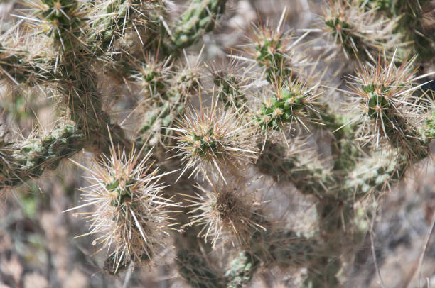 istock Branched Pencil Cholla Cactus california 1450085254