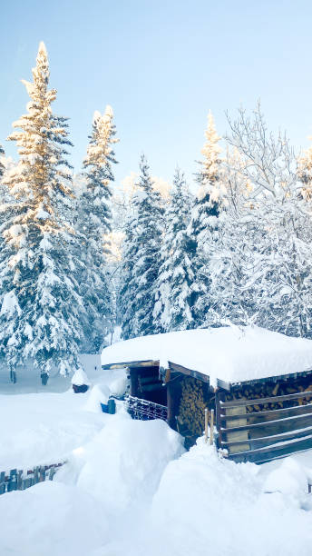 istock Winter Trees in Alaska 1450086789