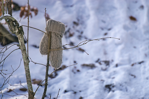 lost gloves hanging on tree in snowy landscape