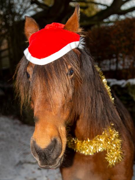 istock Brown Santa Horse. 1450087034