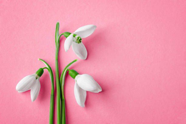 White snowdrops against pastel viva magenta background. Delicate spring flowers Galanthus Nivalis close-up. Spring season holidays greeting card. Color of the year 2023. Copy space. stock photo