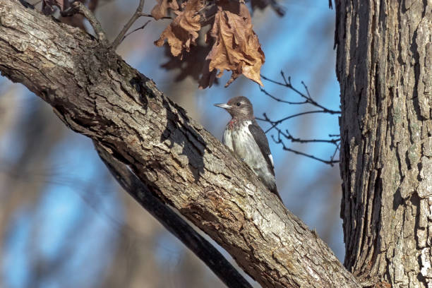 istock An immature red-headed woodpecker in a tree 1450088718