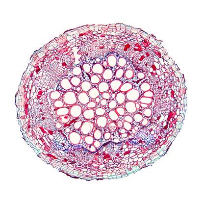 Cotton plant root, under the light microscope. Longitudinal section through the root of Gossypium hirsutum, upland or also Mexican cotton. Light micrograph at 20X magnification. Isolated, over white.