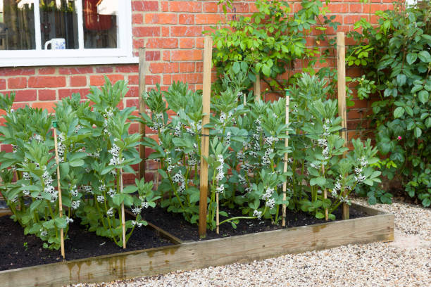 istock Vegetable garden UK with broad bean plants 1450090168