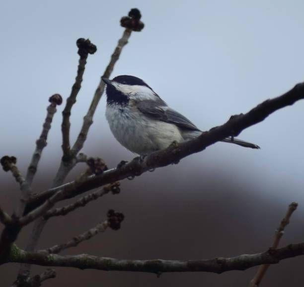 istock Selective of a black-capped chickadee (Poecile atricapillus) on a branch 1450092130