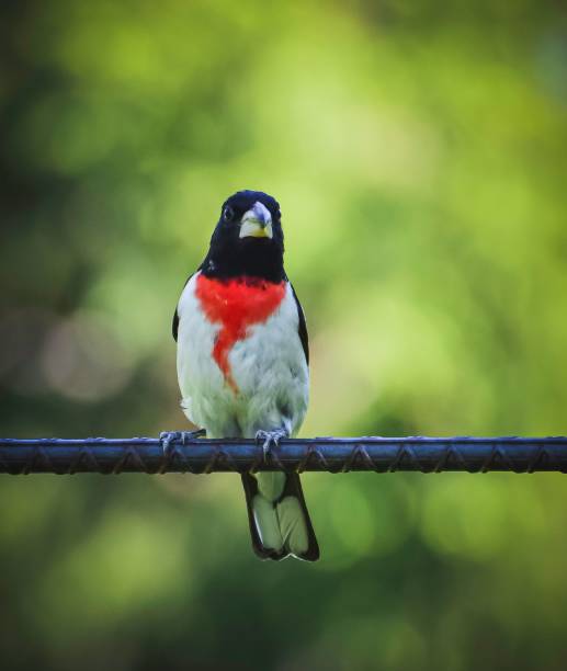istock Rose-breasted grosbeak (Pheucticus ludovicianus) on a branch 1450092135