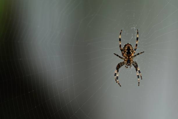 istock Closeup of a Garden Spider (Araneus diadematus) in a cobweb 1450093662