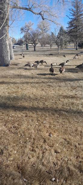 istock Geese at Holliday park, Cheyenne, Wyoming 1450093785