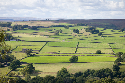 UK countryside, farm land with fields divided by drystone walls and sheep and cows grazing. Nidderdale AONB, North Yorkshire, England, UK
