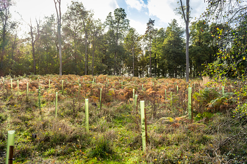 Planting trees, young sapling trees growing in a woodland glade or forest. Reforestation and environment, England, UK