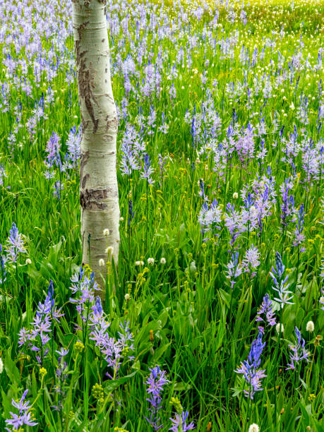 istock Aspen tree in a field of wildflowers 1450101184