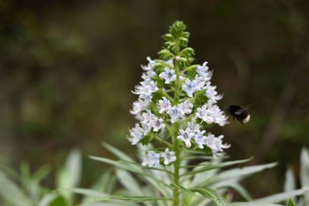 biene nähert sich einem weißen echium virescens blüht in nahaufnahme - virescens stock-fotos und bilder