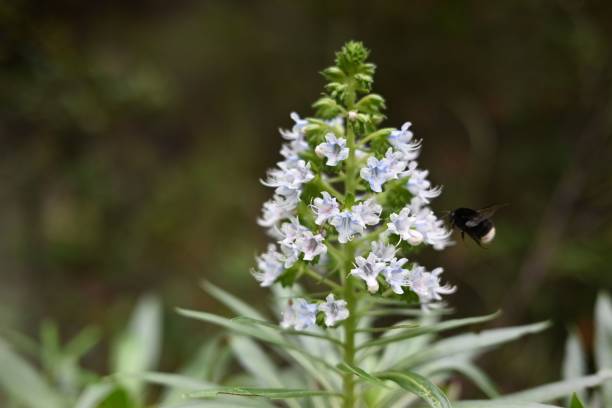 흰색 echium virescens 꽃에 접근하는 꿀벌은 근접 촬영에서 꽃을 피 웁니다. - virescens 뉴스 사진 이미지