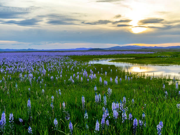 istock Meadow filled with wildflowers in the spring at sunset 1450101282