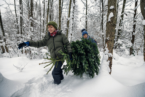 Mother and two teenage boys are walking through the forest and carrying the Christmas tree home.
Canon R5