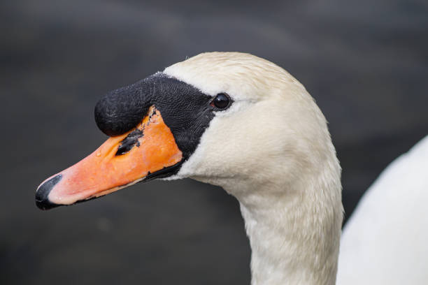 istock Close up of a mute swan during summer 1450107554