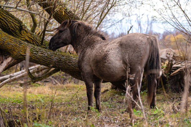 cavalos selvagens no campo, jelgava, letônia. - jelgava - fotografias e filmes do acervo