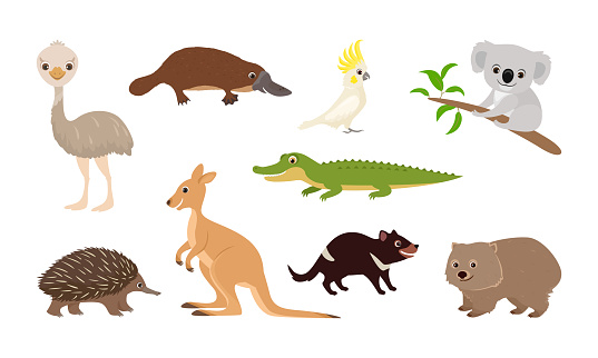 Cute Australian animals set. Funny cartoon Wallaby, Tasmanian devil, koala, crocodile, cockatoo parrot, ostrich emu, platypus, echidna, wombat. Vector illustration.