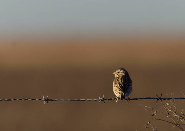 istock Savannah Sparrow Sitting on Barbed Wire Fence 1450111232
