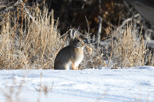 A mountain cottontail sunbathing for warmth during a winter day in Camas National Wildlife Refuge.
