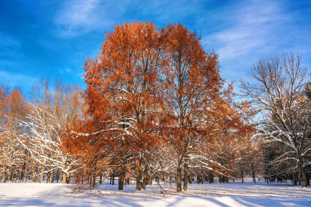 Linden tree with bright golden leaves growing in winter park covered with white snow under blue sky. Botany and biology concept.