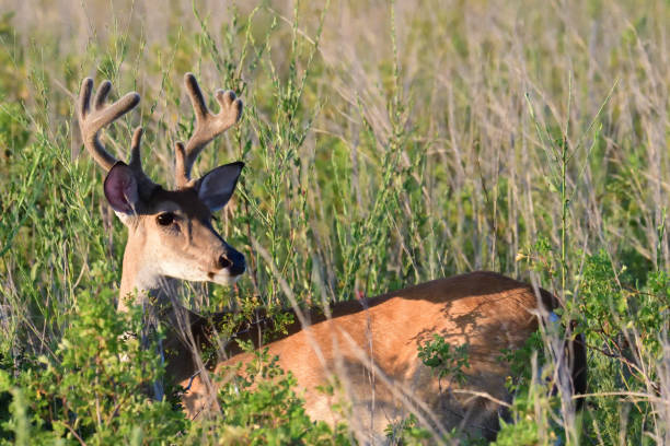 istock Antler Whitetail Deer in a Field 1450111429