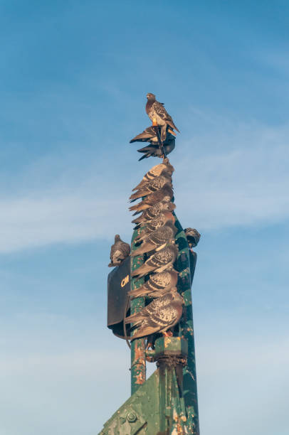 istock Pidgeons on  a metal bar 1450112154