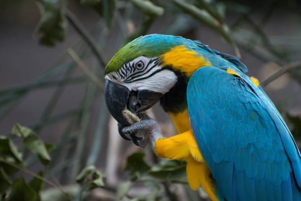 istock Closeup shot of a beautiful Macaws parrot eating 1450115792
