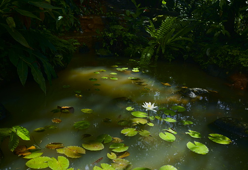 Garden pond with waterlily, closeup