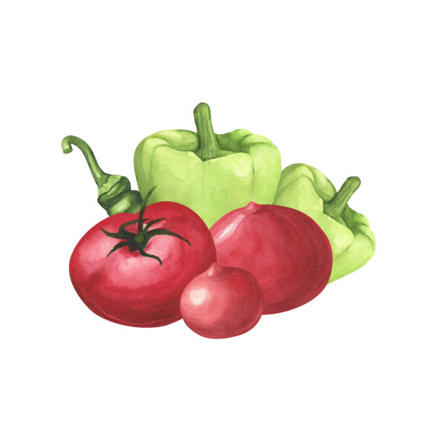 istock Ripe tomatoes, fresh basil, green bell pepper on white background. Watercolor hand drawing illustration. Art decoration 1450119204