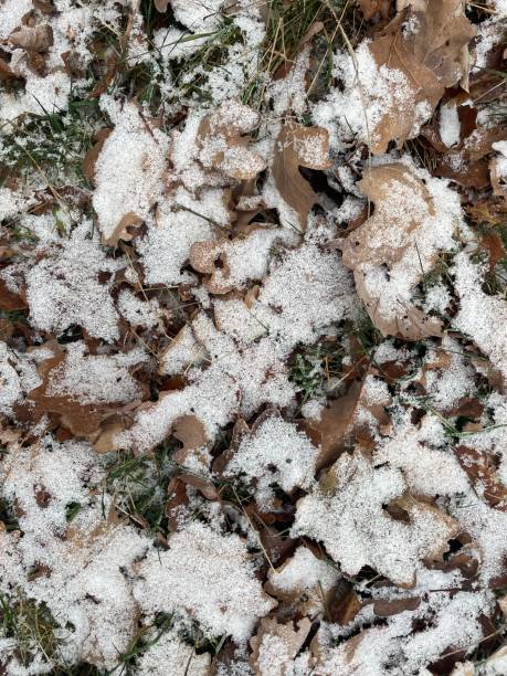 istock iced leafes on the ground in winter 1450119547