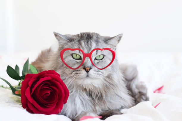 istock Fluffy grey cat wearing red heart shape glasses 1450120325