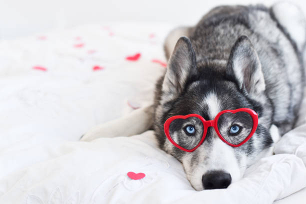 istock Husky dog wearing red heart shape glasses lying on white bed 1450120330