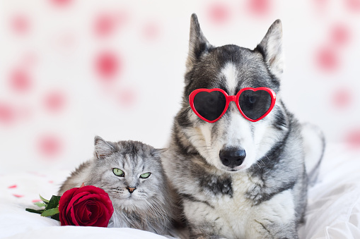 Valentines Day card with cat and dog sitting side by side with heart shaped glasses and red rose looking at camera