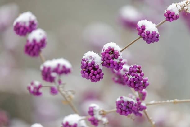 Close shot of Callicarpa bodinieri, or Bodinier's beautyberry in winter.